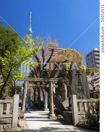 東京牛島神社 東京牛島神社 50032031
