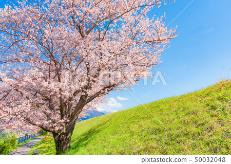 日本春天櫻花在富山縣伊里森町的黑部河堤防櫻花堤內排列 50032048