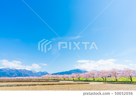 Japanese spring cherry blossoms lined with Kurobe river embankment cherry bank in Irizen-cho, Toyama prefecture 50032056