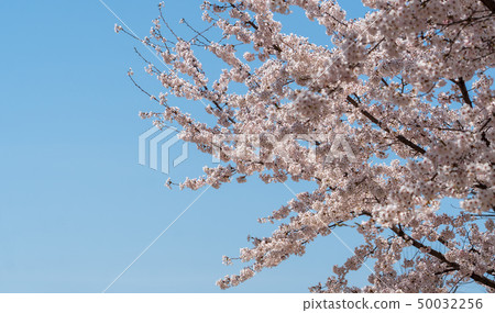 春天 櫻花 季節 50032256