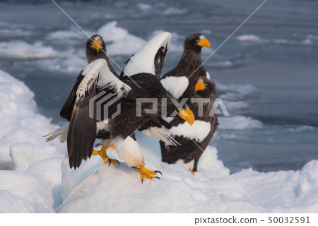 Shiretoko winter 50032591