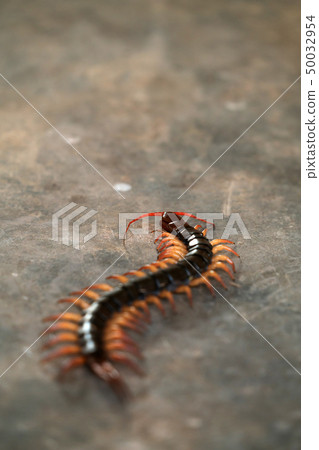 giant centipede on cement floor 50032954