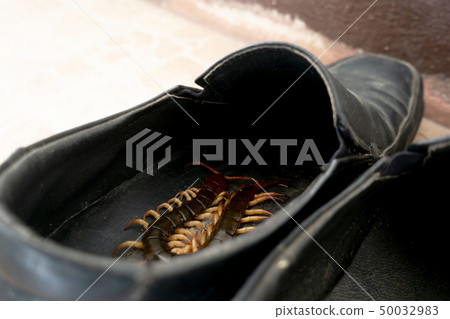 giant centiped hiding in shoes 50032983