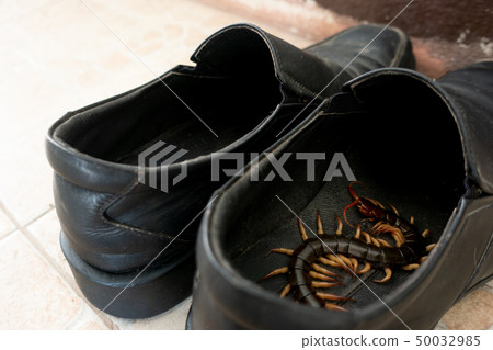 giant centiped hiding in shoes 50032985