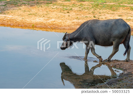 Thai buffalo portrait. 50033325