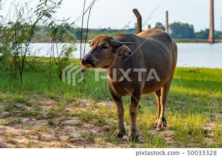 Thai buffalo portrait. 50033328
