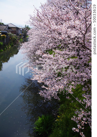 Sakura of Fukuroi water Sakura of Fukuroi water 50033619