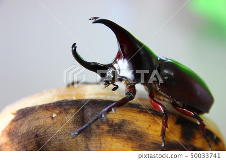 Dynastes tityus,the eastern hercules beetle 50033741