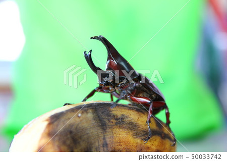 Dynastes tityus,the eastern hercules beetle Dynastes tityus,the eastern hercules beetle 50033742