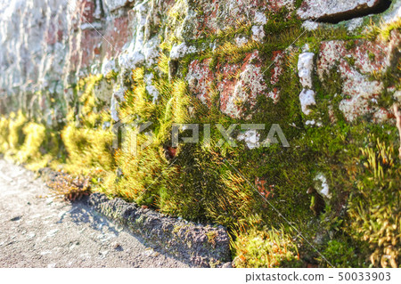 Beautiful moss on a brick wall close up lit by the 50033903