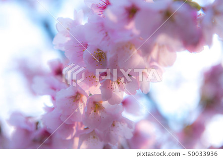 Izu Sakura Izu Sakura 50033936