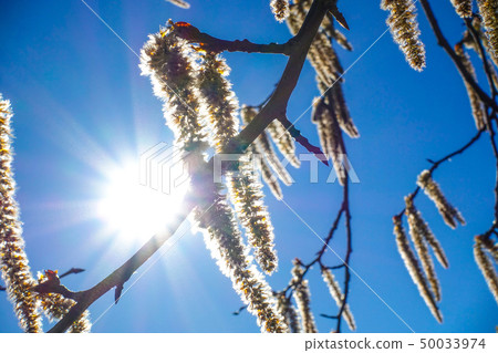 Flowering branches of the aspen tree with earrings 50033974