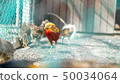 母孔雀 50034064