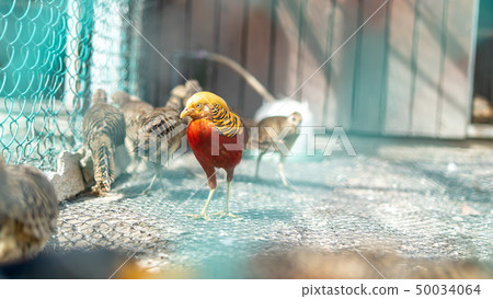 母孔雀 母孔雀 50034064