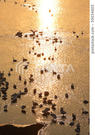 Early spring river face Satoyama morning Swan 50034805