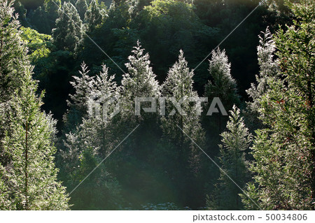 The cedar forest of morning 50034806