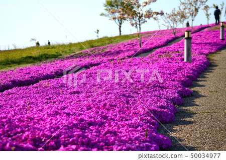 Togo lake shore Shizakura hill Togo lake shore Shizakura hill 50034977