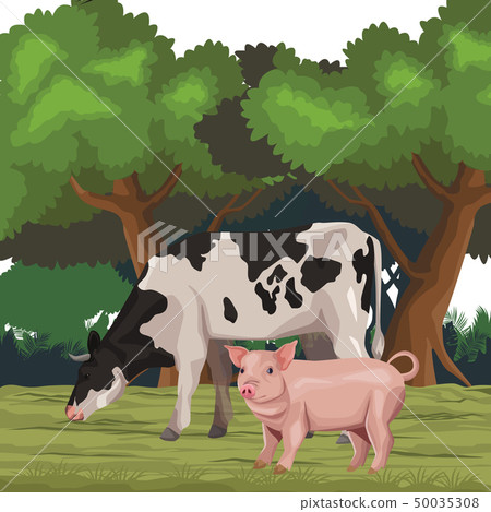 cow with pig cow with pig 50035308