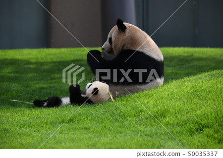Parent-child Panda 50035337