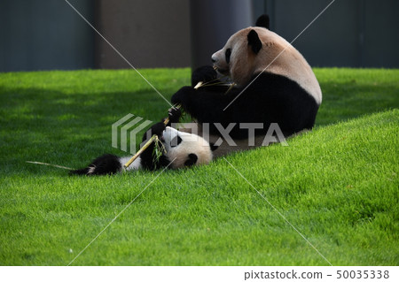 Parent-child Panda 50035338