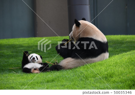 Parent-child Panda 50035346