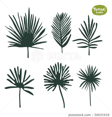Tropical doodle Palm tree and ficus leaves collection. Set of vector isolated silhouettes on white 50035439