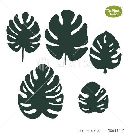 Tropical doodle Monstera leaves collection. Set of vector isolated silhouettes on white background Tropical doodle Monstera leaves collection. Set of vector isolated silhouettes on white background 50035441