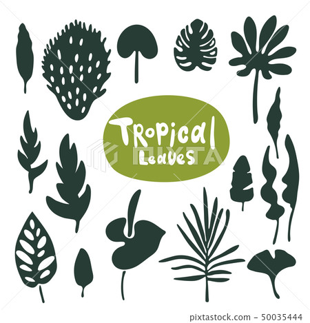 Tropical doodle leaves collection. Set of vector isolated silhouettes on white background 50035444