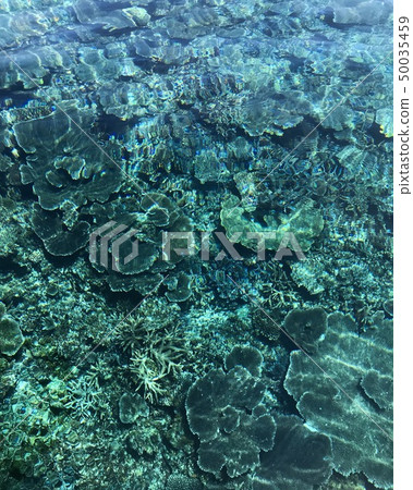 開花在海的花 50035459