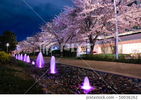 Roppongi Tokyo Midtown night cherry blossoms 50036262