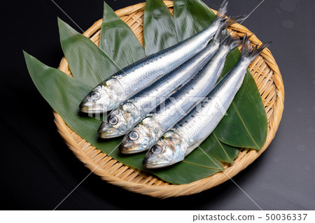 沙丁魚 沙丁魚 50036337