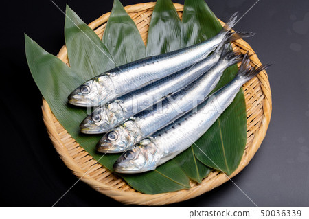 沙丁魚 沙丁魚 50036339