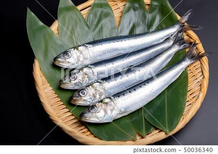 沙丁魚 沙丁魚 50036340
