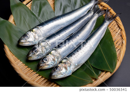 沙丁魚 沙丁魚 50036341