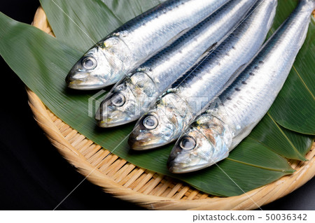 沙丁魚 沙丁魚 50036342