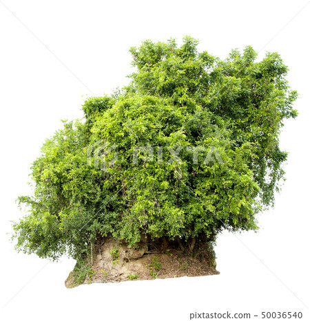 Green tree. Green tree. 50036540