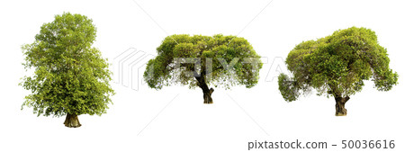 Green tree. 50036616