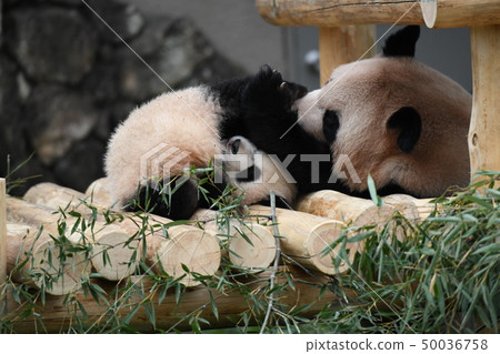 Parent-child Panda 50036758