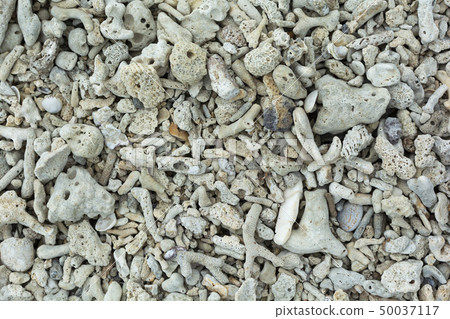 Corals on the beach floor. Abstract texture Corals on the beach floor. Abstract texture 50037117