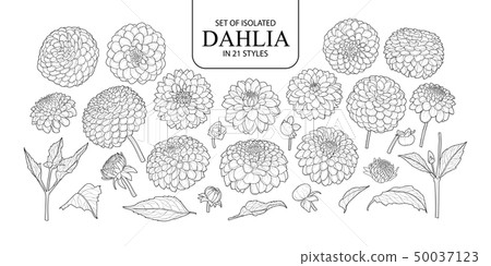 Set of isolated Dahlia in 21 styles. Set of isolated Dahlia in 21 styles. 50037123