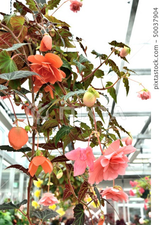 Pink and orange begonia hanging planter 50037904