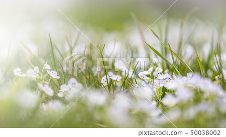 Veronica chamaedrys in nature, close -up. This is flowering plant, species herbaceous perennial 50038002
