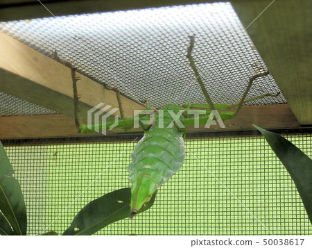 Sakada Chikano Hana Nafushi /多摩動物園 50038617