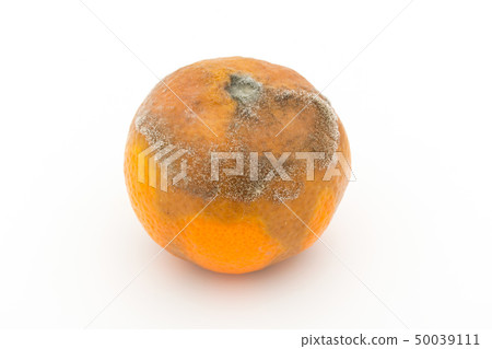 Botrytis cinerea infected with mandarin oranges Botrytis cinerea 50039111