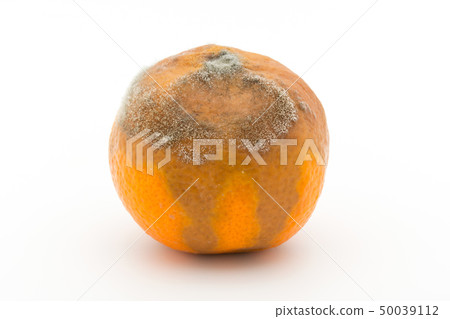 Botrytis cinerea感染了橘子灰葡萄孢（Botrytis cinerea） 50039112