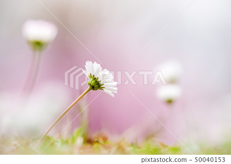 相當一點白花 50040153