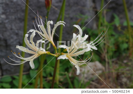 White higanbana (one, sideways) White higanbana (one, sideways) 50040234