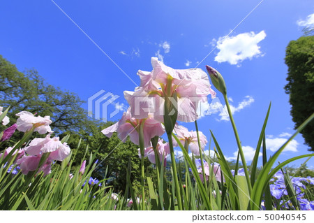 Adachi-ku Shobunuma Park 50040545