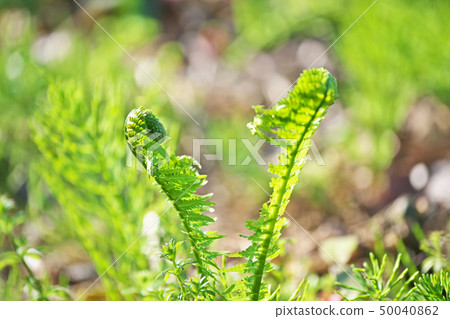 春季野菜（kogomi）（春季，四月） 50040862