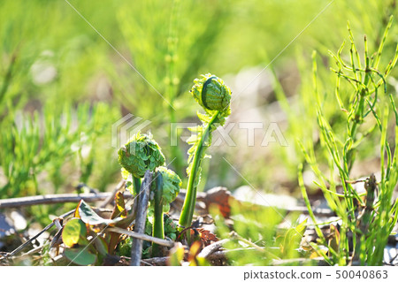 春季野菜（kogomi）（春季，四月） 50040863